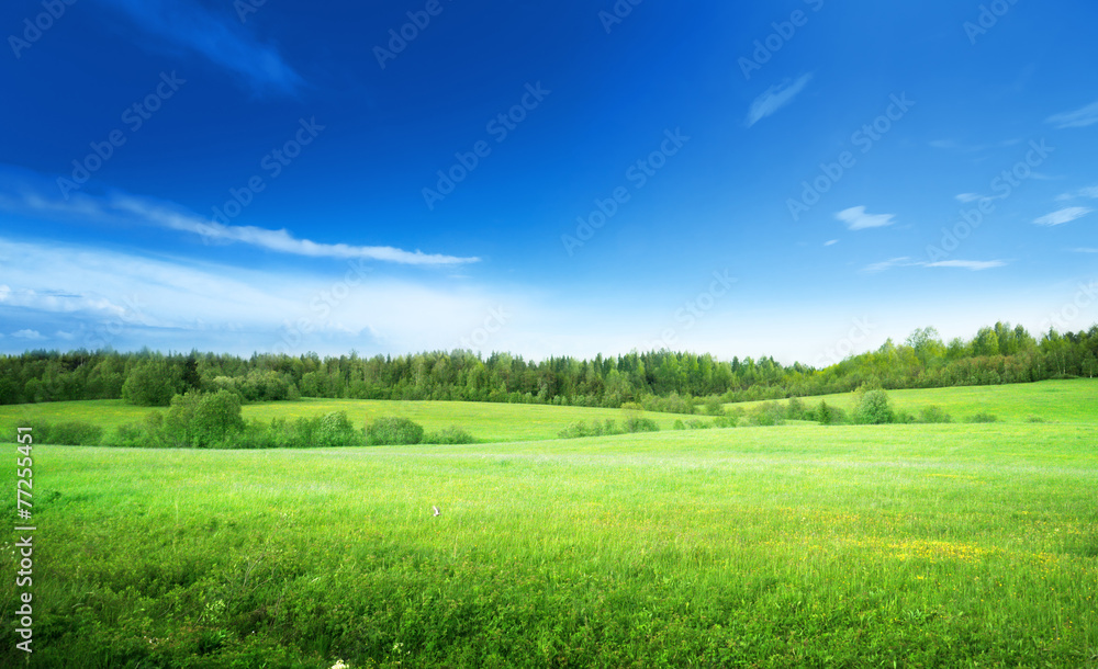 Canvas Prints field of grass and perfect sky