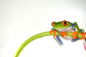 Naklejka premium Red eye frog