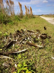 Feathers are left after a kill in a nature reserve
