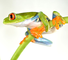 Naklejka premium Red eye frog