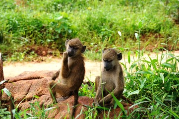 Affenjungtier - Südliche Grünmeerkatzen - Vervet monkey - Kenia