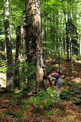 A person is doing research in beech forest reserve.