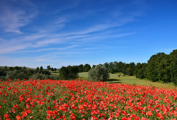 Fototapeta na wymiar field of red poppy flowers