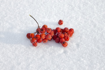 frozen rowan berries