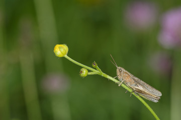 Grasshopper