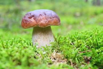 The white Summer Boletus in the Forest