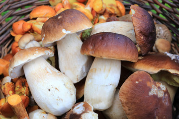 Basket of Mushrooms