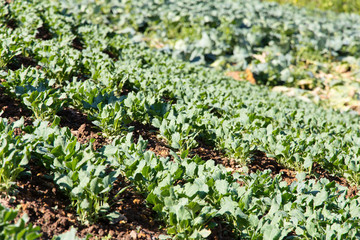 fresh chinese kale vegetable on farm
