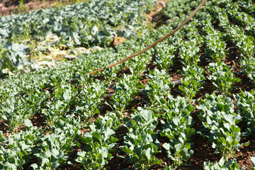 fresh chinese kale vegetable