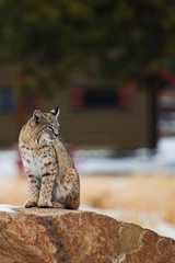 Colorado Bobcat