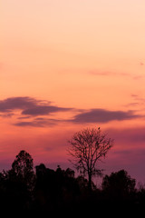 Fototapeta na wymiar trees silhouette on beautiful sunset background