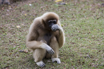 Lar gibbon sitting on the ground