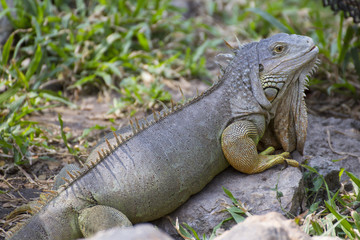 Big green iguana climbing on the ground