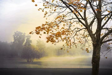 Foto auf Acrylglas Herbst Monochrome autumn landscape