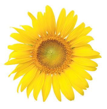 Sunflower isolated on white background