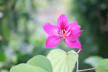 Purple Bauhinia