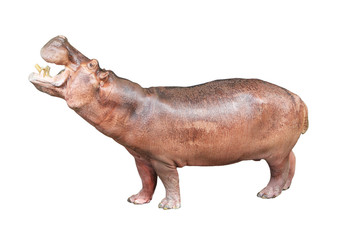 hippopotamus isolated on white background