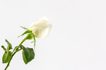 Obraz premium White rose.