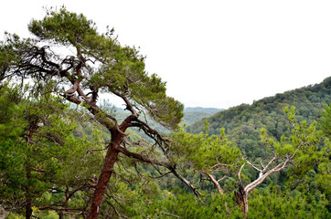 Pine on the background of Eagle Rock