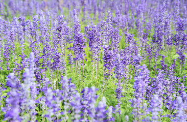 Fototapeta premium Lavender field