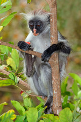 Naklejka na ściany i meble Zanzibar red colobus monkey, Jozani forest