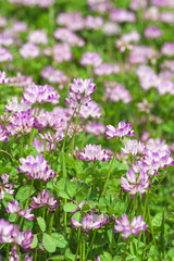 レンゲソウ　伊豆