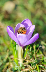 Bee on a purple crocus flower