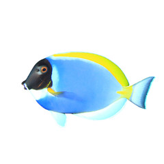 Tropical fish isolated: Powder blue Surgeonfish