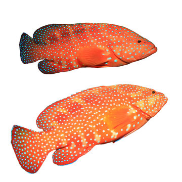 Red coral grouper (hind) fish isolated