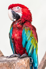 Parrot bird