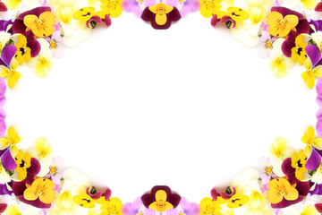 frame of the pansy