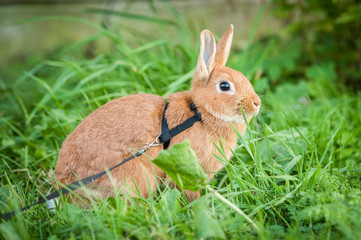 Little red rabbit walking on the lead in summer