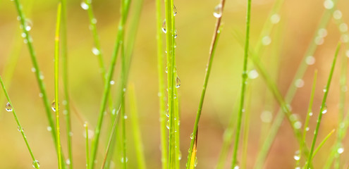 wiese mit Tautropfen