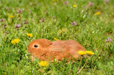 Little rabbit on green grass