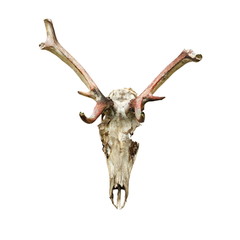 skull of red deer eaten by wolfes