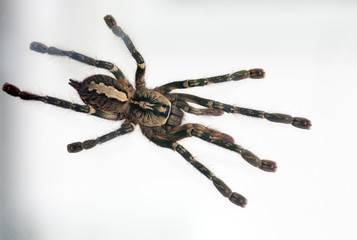 Poecilotheria ornata