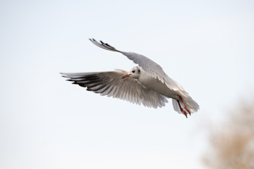 Black-headed Gull, Chroicocephalus ridibundus
