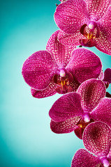 Naklejka na ściany i meble Orchid flowers