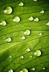 Green leaf with drops of water