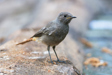 Juvenile Black Redstart