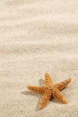 Fototapeta na wymiar Starfish on Beach Sand