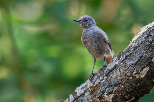 Black redstart