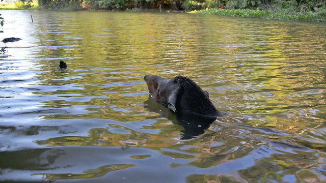 Tapir Appearing in Water