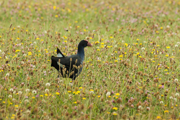 purple swamphen foraging on meadow
