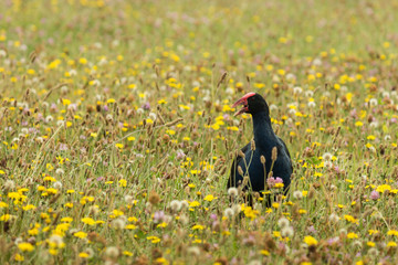 calling purple swamphen on wildflower meadow