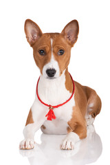 red and white basenji dog lying down