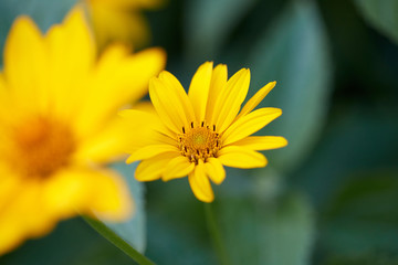 Beautiful yellow flower