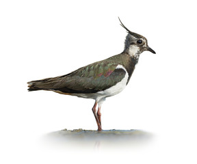 Northern Lapwing On White