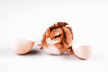 Cute little chicken coming out of a white egg isolated on white