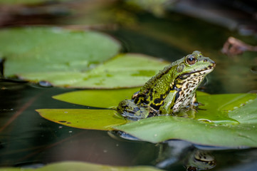 Der Wasserfrosch im Gartenteich